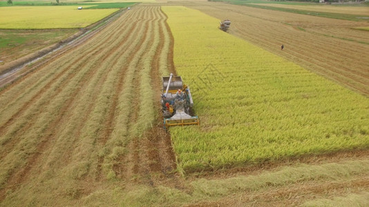 在泰国Ayutthaya的收割田上合并空中观察无人机农业户外图片