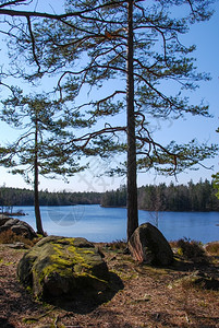 从瑞典斯马兰省观测到的透露湖旅游支撑森林图片