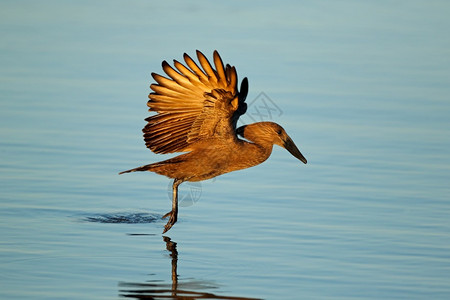 天线南非克鲁格公园水上飞行的哈默科普鸟Scopusumbretta户外保护背景