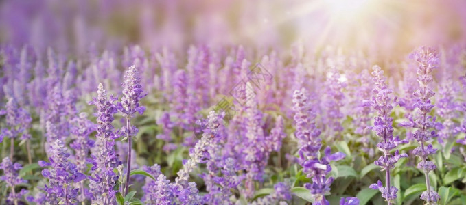 阳光下用淡紫花朵和模糊背景的淡紫花草田横幅设计生长闻美丽图片