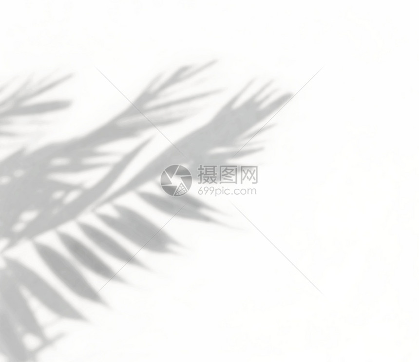 热带棕榈树在白墙上留下自然阴影照片模拟产品墙壁艺术设计展示的重叠效应植物阳光柔软的图片