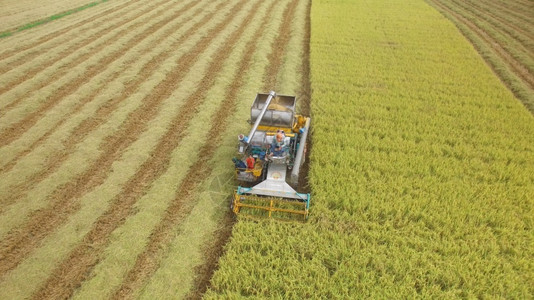 农业在泰国Ayutthaya的收割田上合并空中观察粮食工作图片