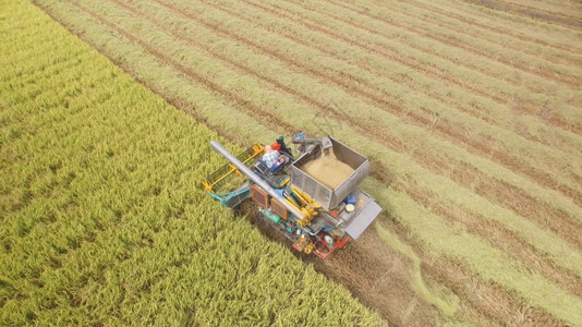生长场地农田在泰国Ayutthaya的收割田上合并空中观察图片