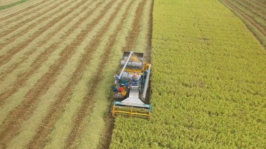小麦空气在泰国Ayutthaya的收割田上合并空中观察工业的图片