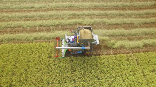 门户14农业在泰国Ayutthaya的收割田上合并空中观察小麦图片