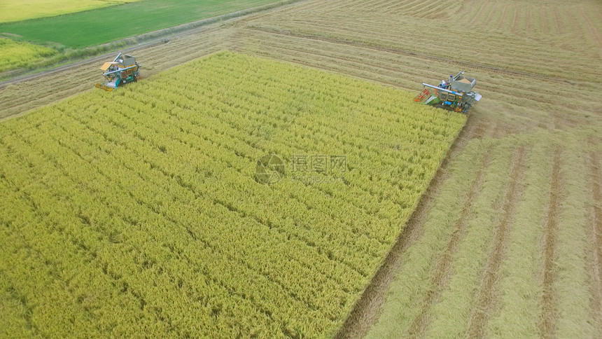 无人机在泰国Ayutthaya的收割田上合并空中观察粮食庄稼图片