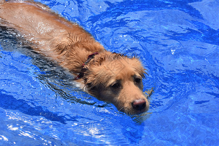 泳池里玩耍的狗图片