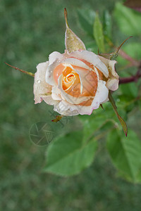 在花园背景的朵中闪耀着美丽多彩的玫瑰芽场地灌木美丽的图片