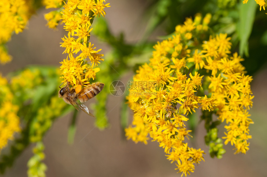 蜜蜂收集金黄色的花粉收集太阳黄色的荒野图片
