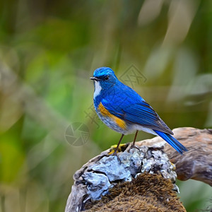 自然蓝色的红尾鱼鸟喜马拉雅山公鸟蓝尾塔西格鲁菲拉图斯在原木上图片