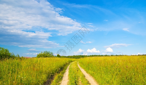 植物夏季田野黄草和道路生动蓝云天空小路草地图片