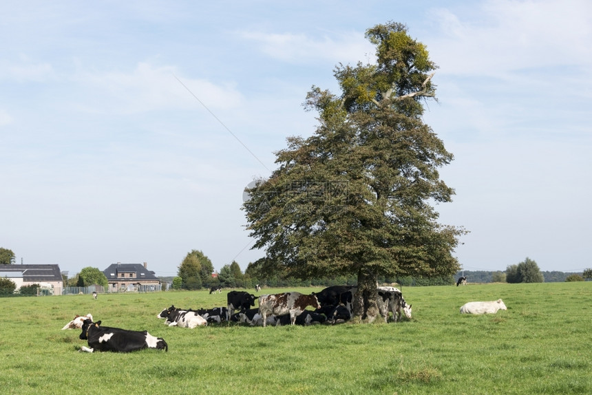 农业棕色黑和白牛群在的农场中寻找阴影树枝木场地图片