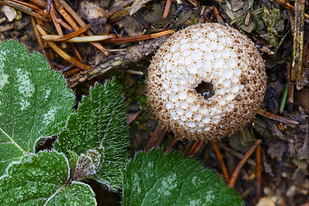 落下真菌学树枝针缝林地板上长成的泡蘑菇地面图片