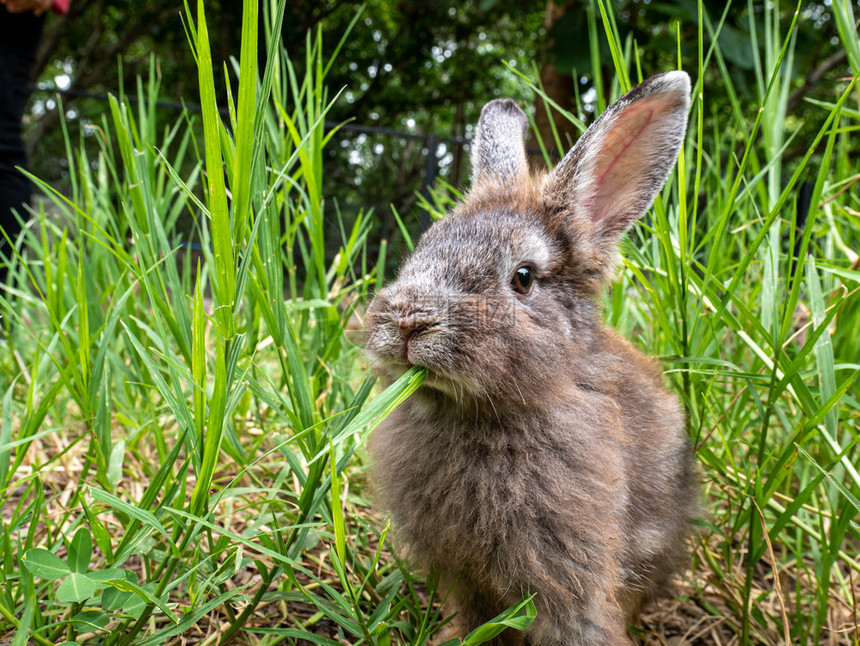 坐在草丛里的可爱兔子图片