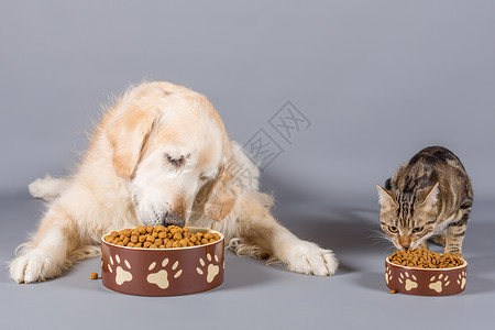 吃饭的猫和狗图片