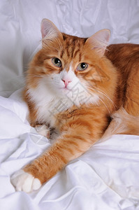 赤发的红头猫躺在白色柔软毛绒毯紧身衣上胡子白色的虎斑猫背景图片