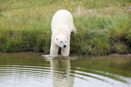 濒危北极熊进入水中冬天冰图片