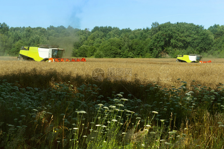 两台农业机器在田间作谷物收割机在田间作业农用地两台机器在田间作农用地收割机在田间作业俄罗斯收获夏天图片