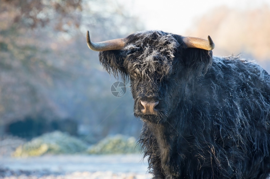 冷冻草原上的黑苏格兰高地牛晴天牧场冬图片