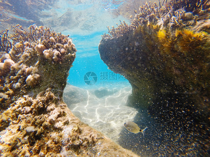 爱奥尼亚海水下景观带鞍鲷Obladamelanuragopro拍摄拉普捷夫阳光自然图片