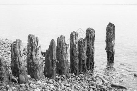 安静的自然海岸沙滩上天气晴朗的木头腹股沟海滩上有许多黑白石块图片