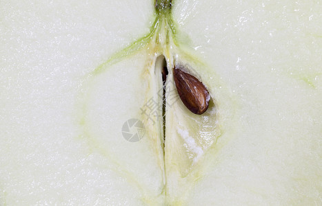 植物果汁生的切成半熟苹果肉近身结构加上骨头切片苹果种子图片