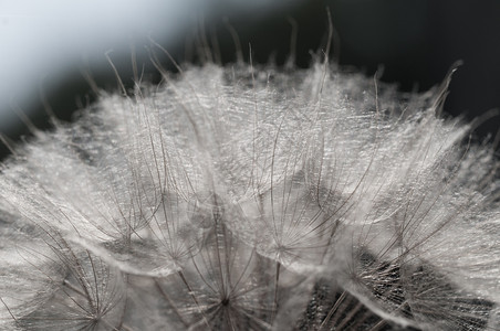 重点季节花的红豆种子关闭背景春季时间花生种子背景宏观关闭图片