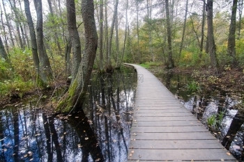 天有机的步行10月在瑞典斯德哥尔摩通过湿森林地貌的木板横行10月图片