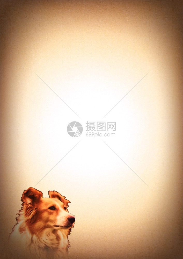 CollieDog图片动物爱人写纸袋牧羊犬浪漫的美丽图片