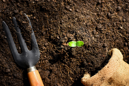 闪亮的幼苗从富饶土壤中生长清晨闪耀着光芒植物绿色图片