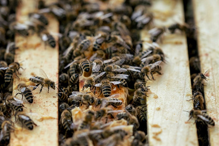 人口稠密金的麻疹近距离观看开放的蜂巢显示窝中蜜组成的框架图片