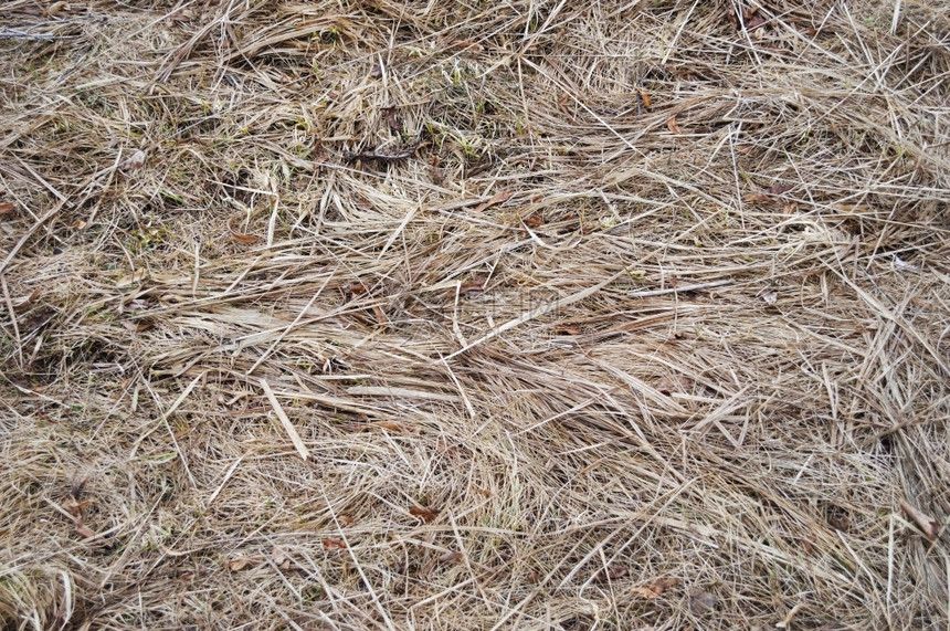 植物群牧场抽象的近距离接去年的数干草背景图片
