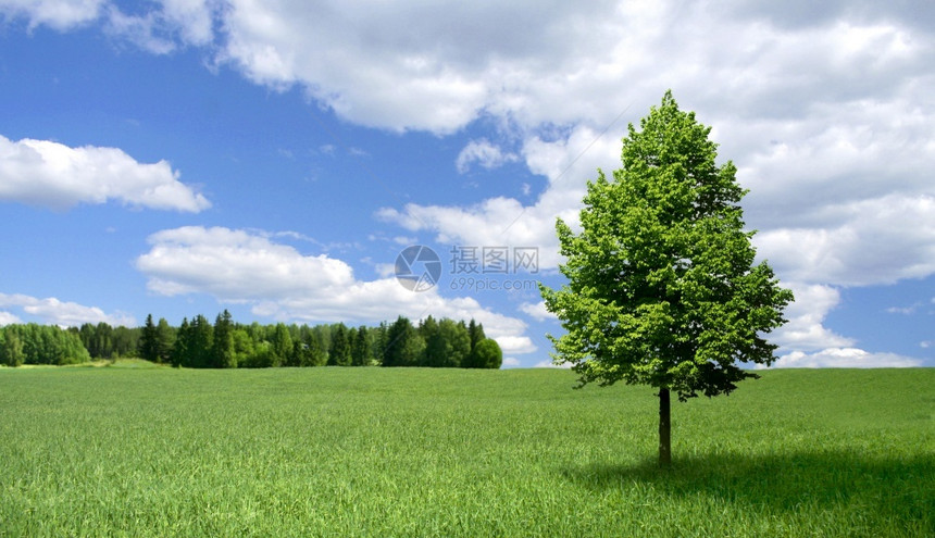 未受破坏的菩提树分支孤白站在绿地上蓝天白云背景的青蓝天空图片