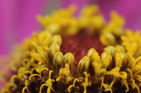 菊科金的格扎尼亚花朵极近密闭蕊图片