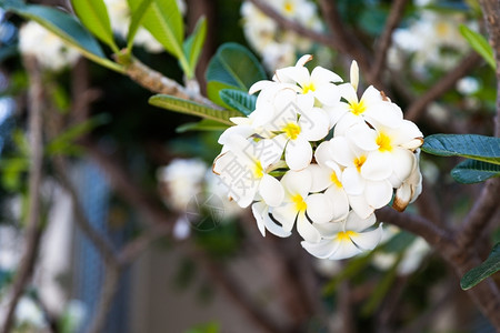 夏天春白花在树上一束白花的在树上盛开图片