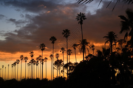 红色的在加利福尼亚州洛杉矶棕榈树与美丽的夕阳对抗自然阴霾图片