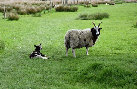 农场牧草中绵羊和羔自然牧场品种图片