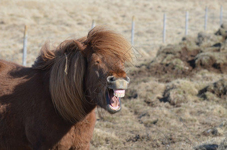 小马咧着嘴笑的他容里露出牙齿骘摄影图片