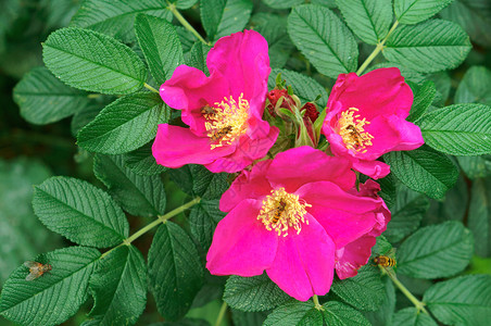 野玫瑰花粉红色野玫瑰花粉红色野玫瑰花阿尔伯塔夏天朵图片