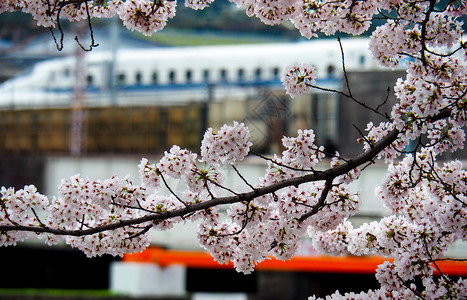 花园新干或列车经过日本盛开的樱花植物群绽放图片