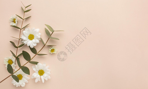 带鲜花的纯色背景图片