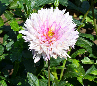 颜色Dahlia花朵拉丁Dahlia夏天在花床上户外开图片