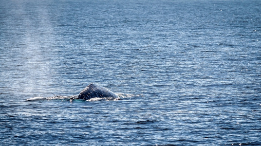 加利福尼亚州文图拉附近海洋中游泳的灰鲸观看野生动物哺乳图片