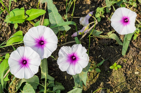 蔬菜空心清晨光辉的花朵新鲜图片