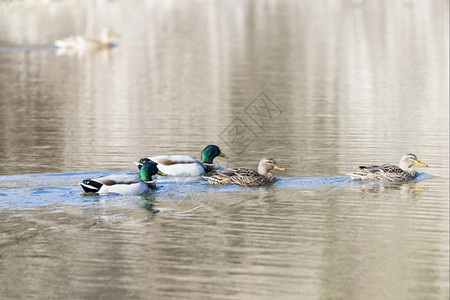 湖里游荡着寻找食物的湖边户外禽类栖息图片