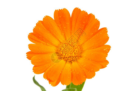 植物群夏天雏菊白上孤立的橙色卡银花背景图片