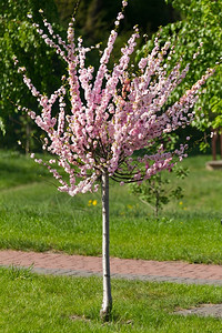 田园诗般的春时粉山草树浪漫的樱桃图片