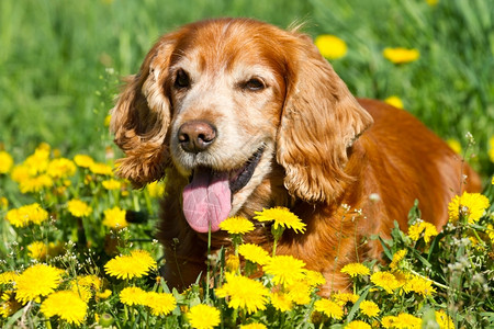 英语头发草地上的英国公鸡Spaniel快乐的高清图片