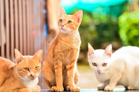 斌哺乳动物三只多彩猫成人被拒绝背景