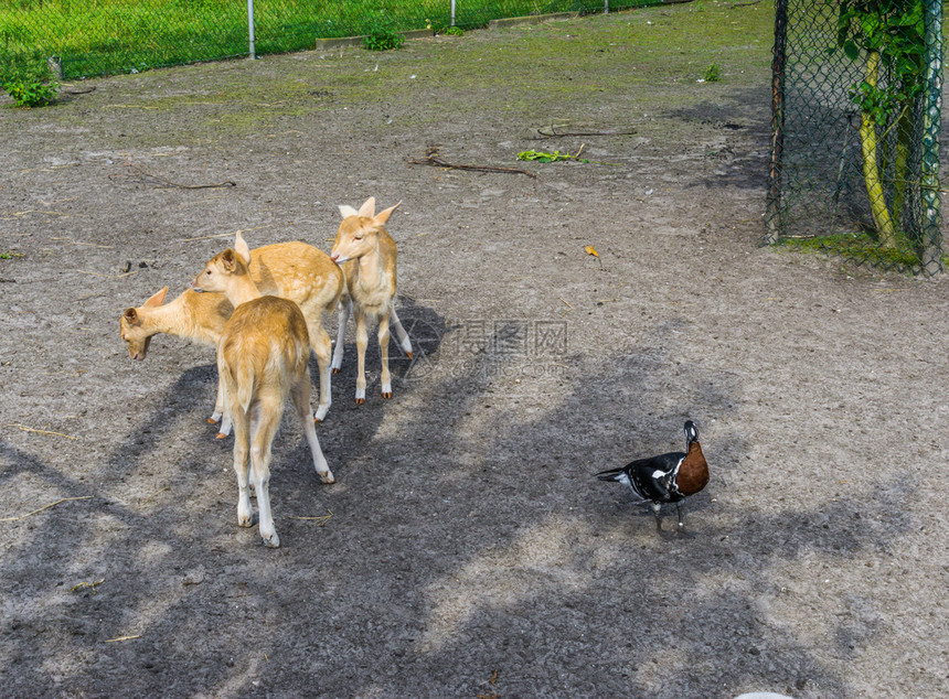 休耕婴儿一群年轻的小鹿动物和黑棕色鸭新生图片